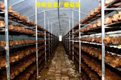 蘑菇架廠家直銷，食用菌蘑菇架子，食用菌網格